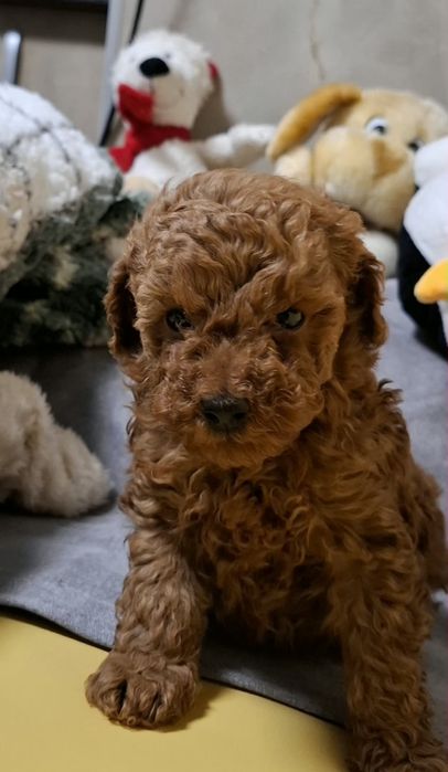 Pudel caniche toy  fci pedigree