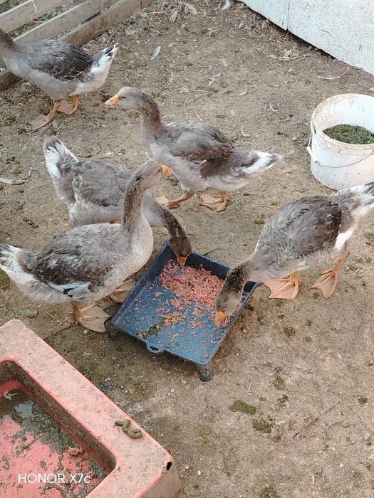 Продам гусята молодые