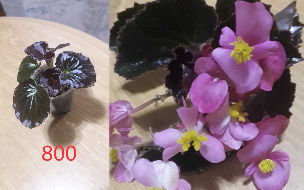 Комнатные   цветы