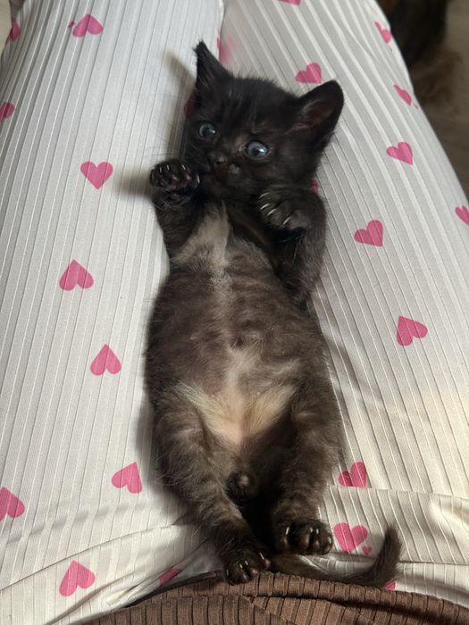 Котенок мальчик в добрые руки