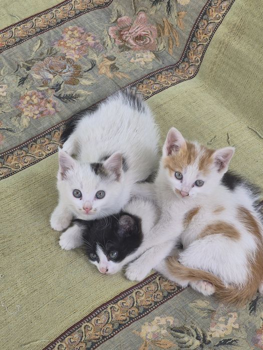 Котята бесплатно