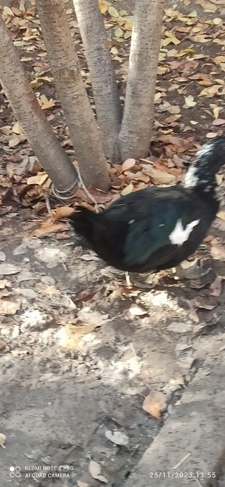 Qora oʻrdaklar sotiladi