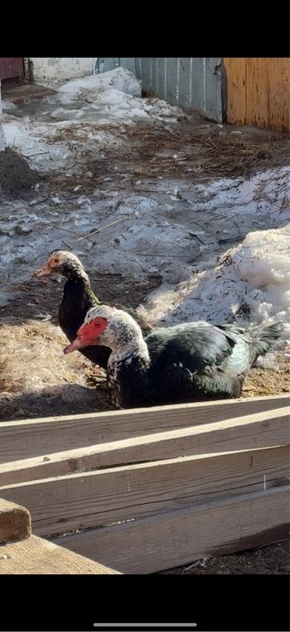 Индоутки. Семейство