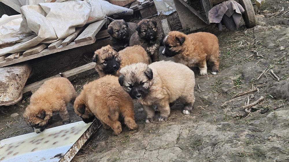 Donez cățeluși de talie mare