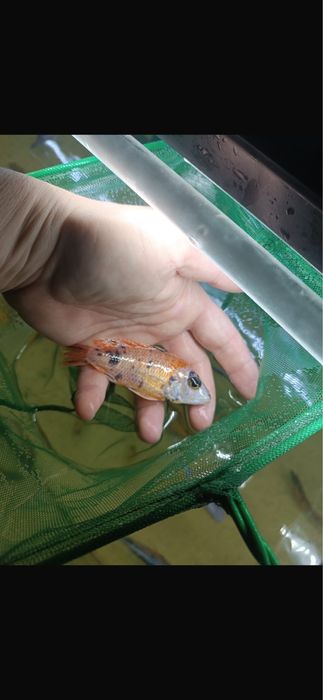 Ciclide africane de vanzare