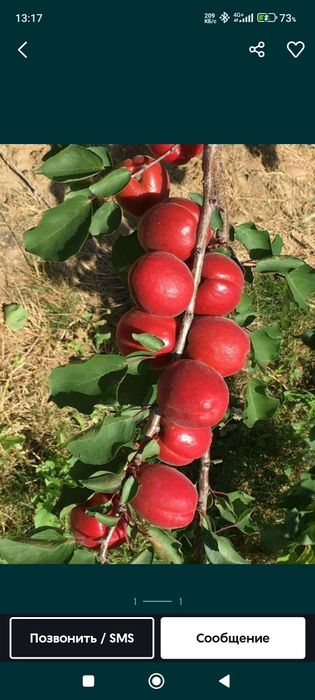 Кўчатлар мевали !