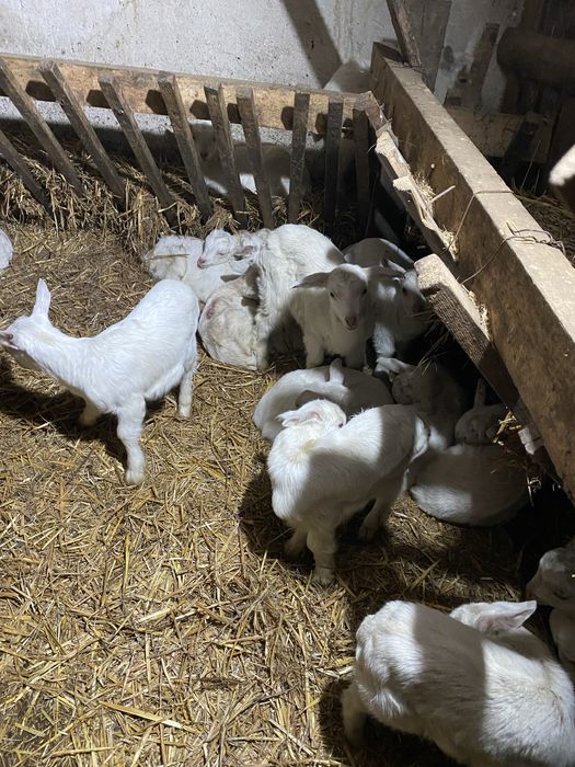 Продавам ярета сукалчета ББМ