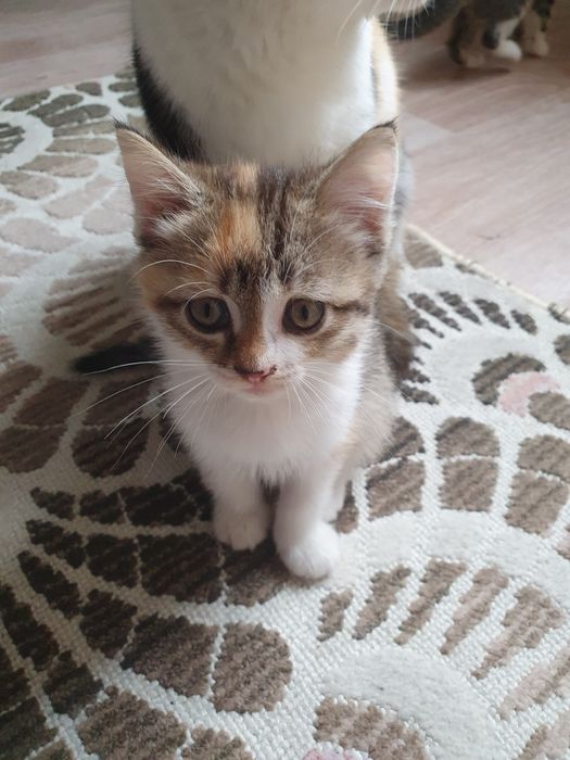 Отдам котят в доброе руки