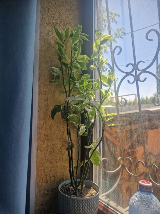 Цветы.  домашный