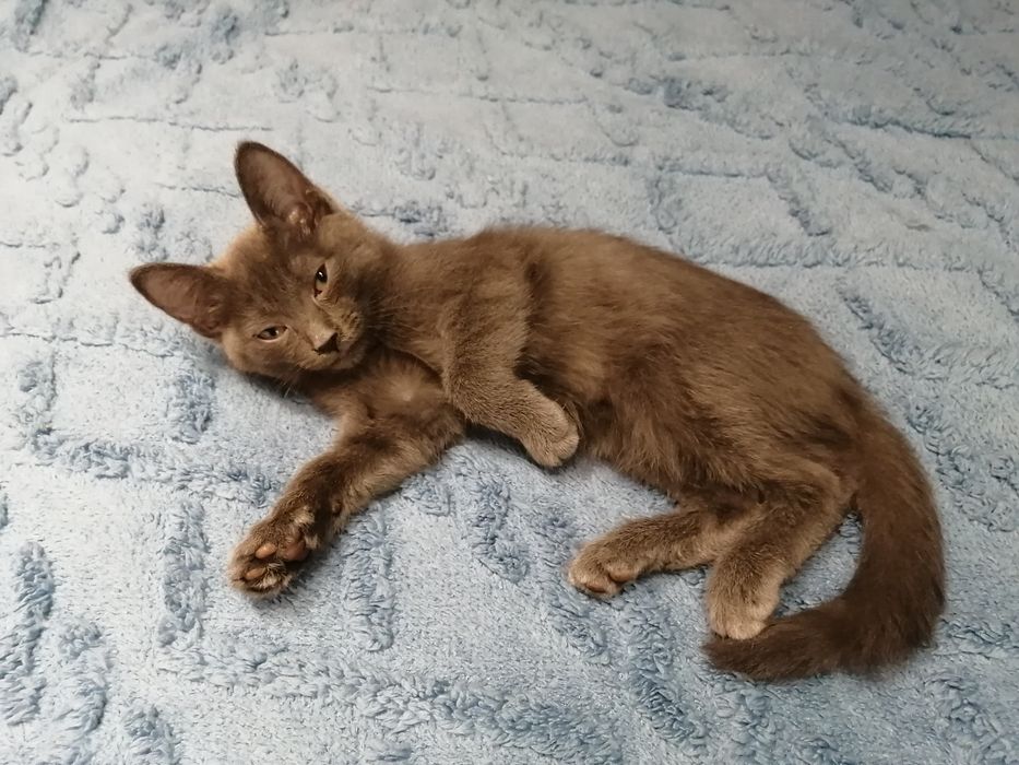 Отдам котят в добрые руки