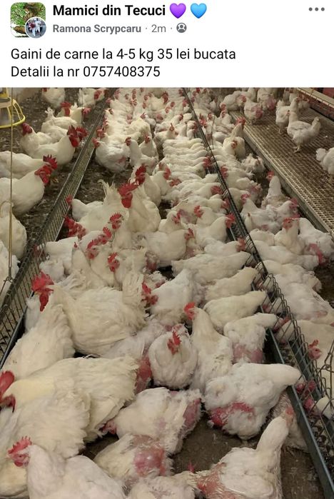 Pui alb rațe și pui de rasă mixtă ,curcani