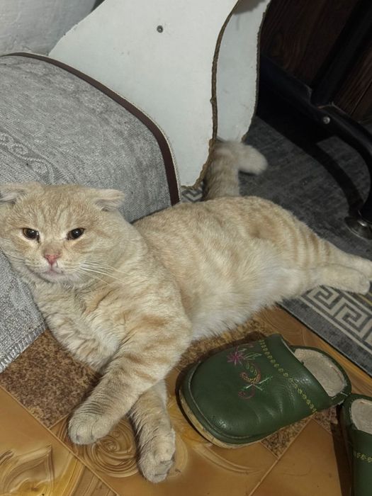 Шотландский котенок
