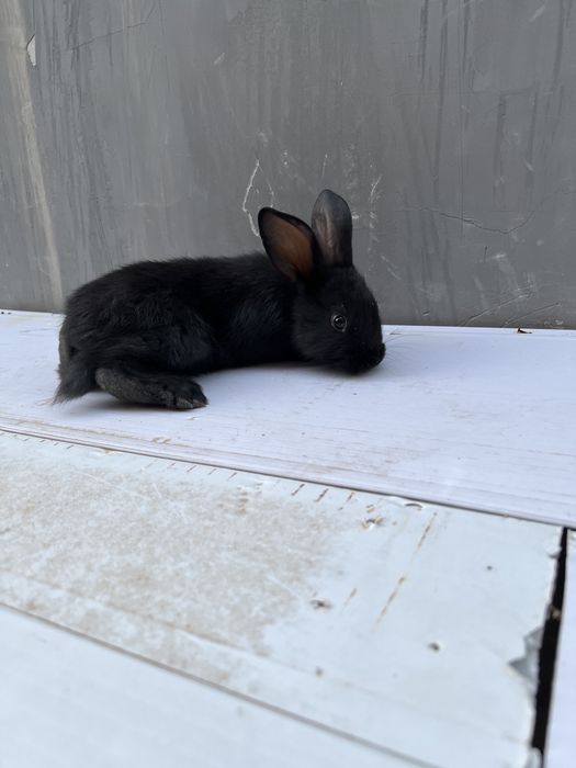 Velikan quyon sotiladi