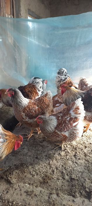 Инкубационное яйцо кур виандот 3 цвета