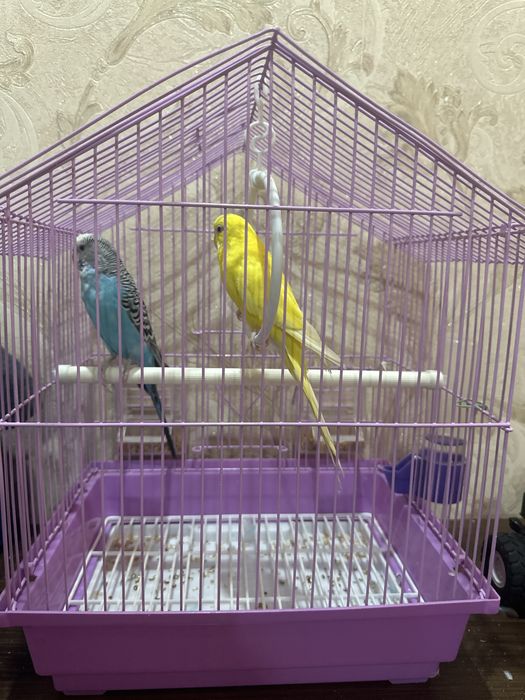 Продам попугаев