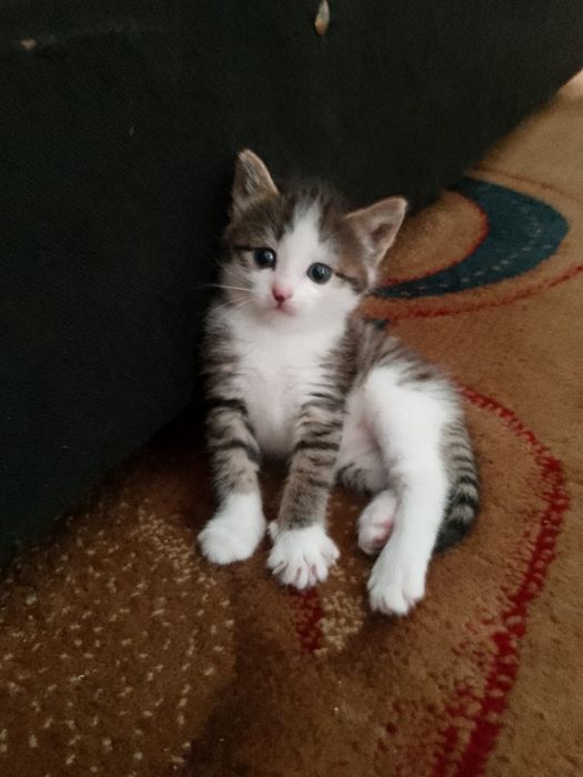 Отдам котят в добрые руки