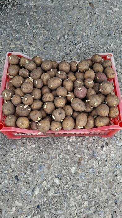 Семенной картофель