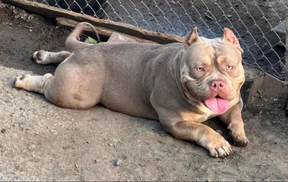 Американско були