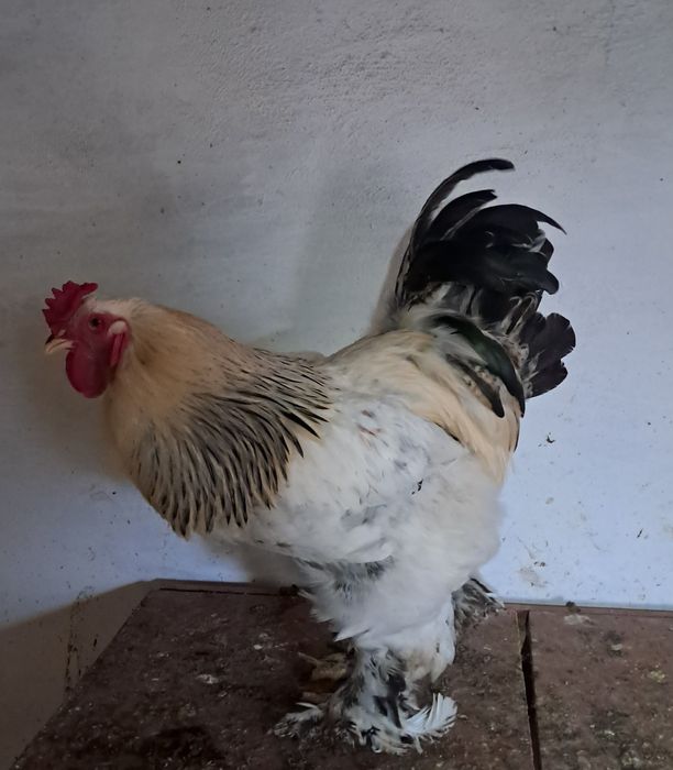 Продам петуха Брамы