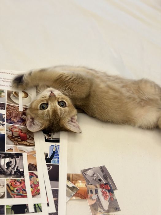 Котенок шиншилла