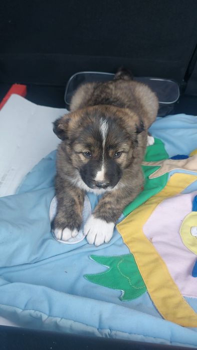 Щенок алабая сука