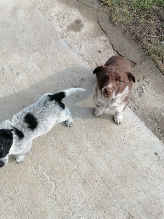 DONEZ căței metiș