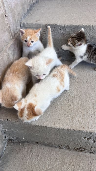 Котята бесплатная