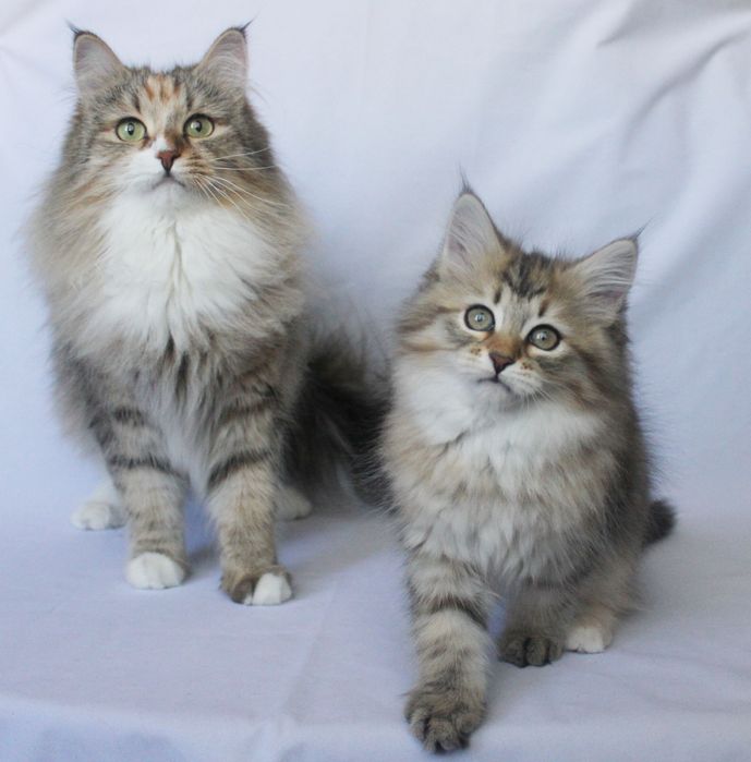 Котенок сибирский