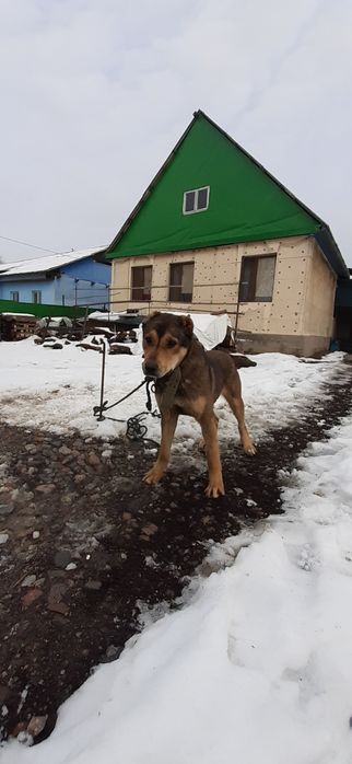 Продам щенок САО