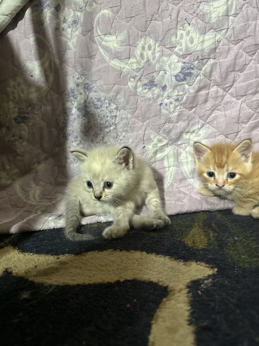 Продаются котята