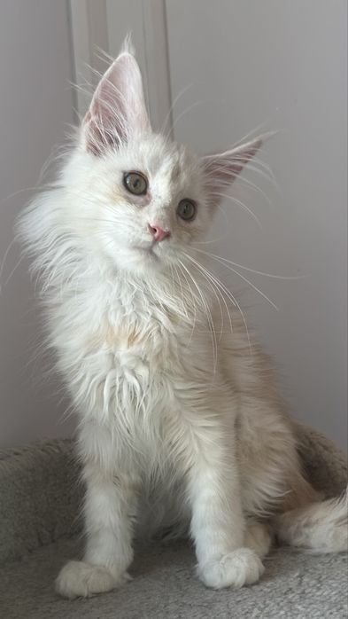 Гиганты!Котята! Мейн-Кун!