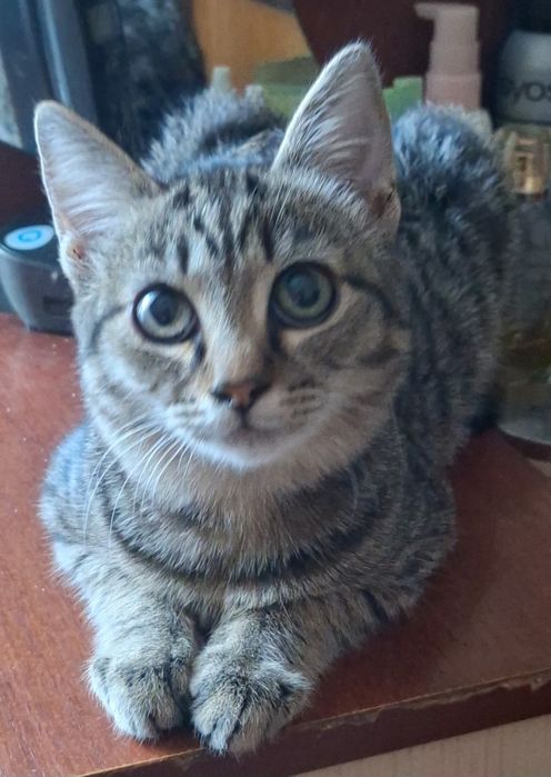 Отдаём бесплатно котика