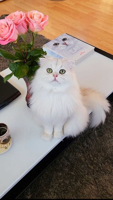 Scottish straight longhair pedigreecu un farmec rar