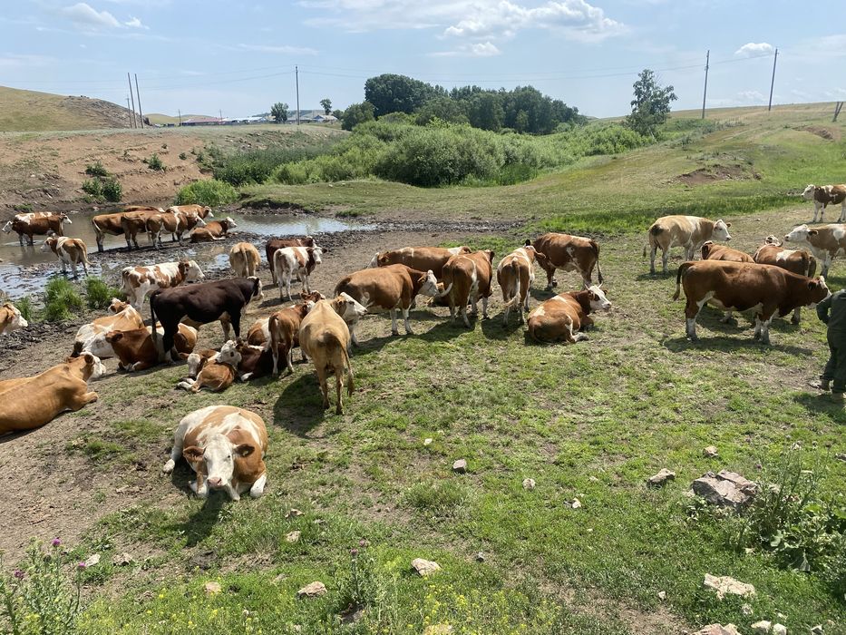 Фермерское хозяйство