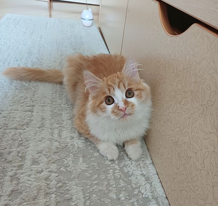 Персональное солнышко в дом (котёнок Лучик Солнышкин)