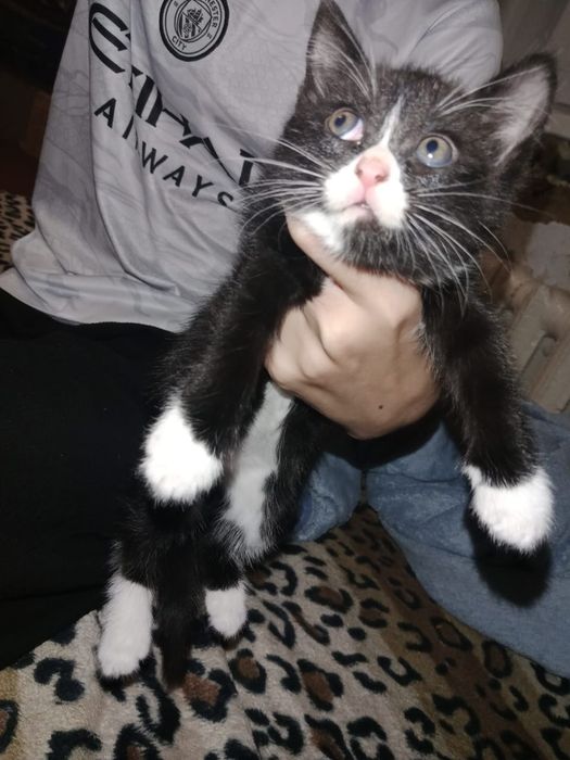 Отдам котят мальчики