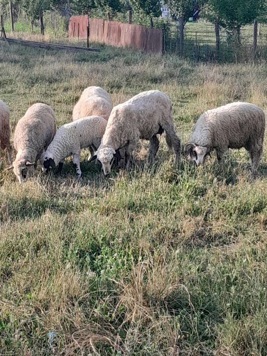 Vând o oaie cu miel și una stearpa și 2 berbecuti