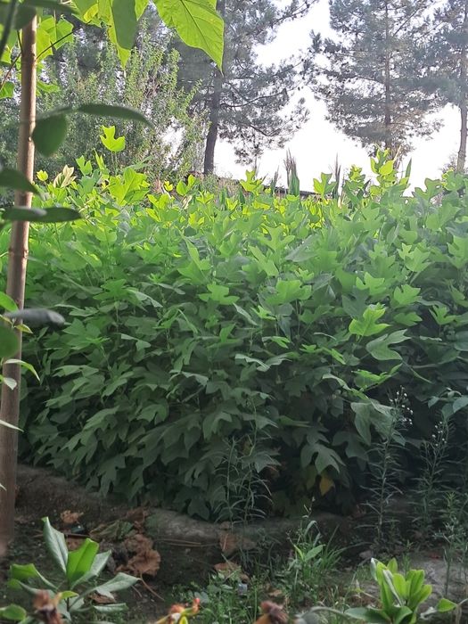 Лола гул (манзара дарахт )