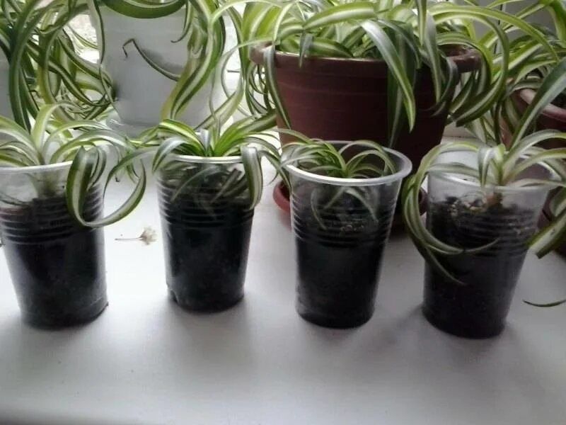 Хлорофитум Кудрявый