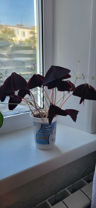 Продам комнатные цветы