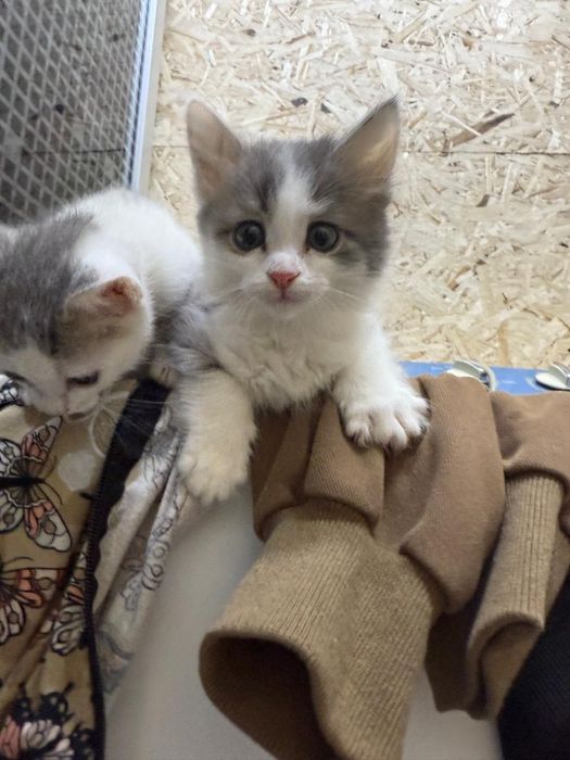 Продам котята.   .