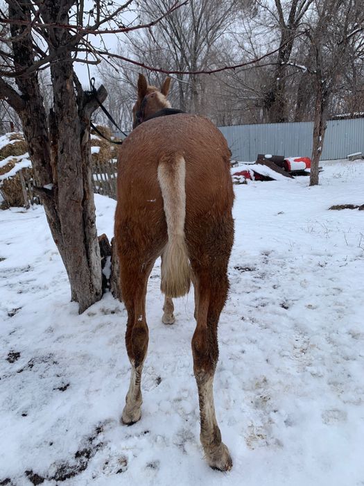 Тай сатылады полукровка
