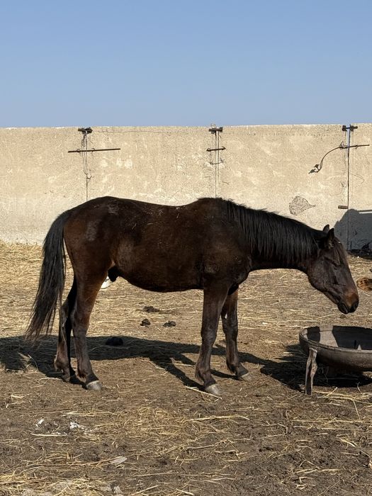 Продам лошадей кунан