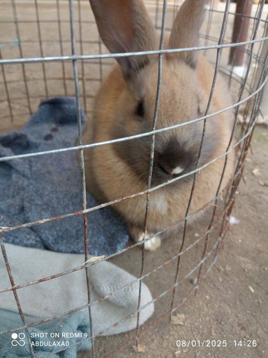 Quyon sotiladi.karlik olmaxon