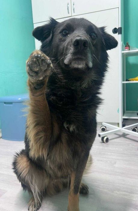 Отдаем в добрые руки доброго пса