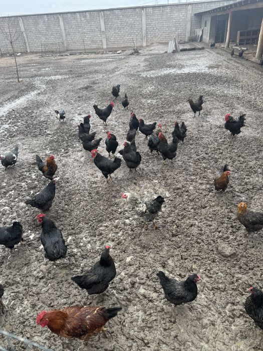 Uy tuxumlari. Istemol va Inkubator uchun mos, sifatli tuxumlar