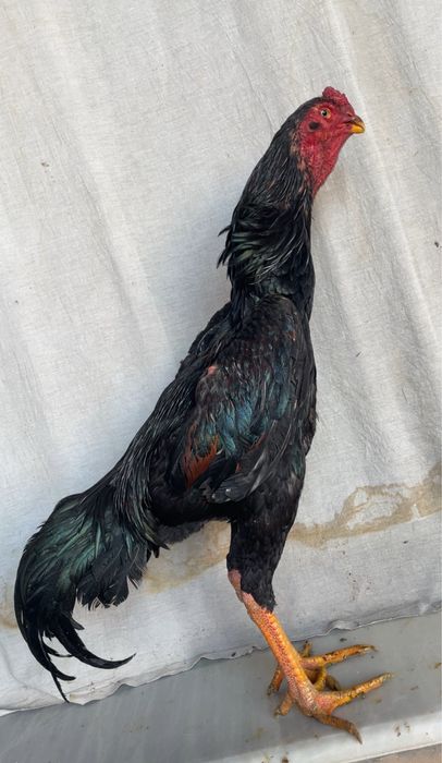 O shamo iyun chiqan yirik juja vesi 4,2 kg