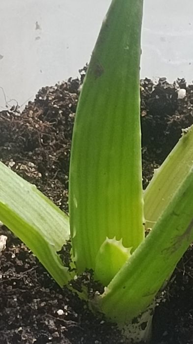 Фиалки комнатные