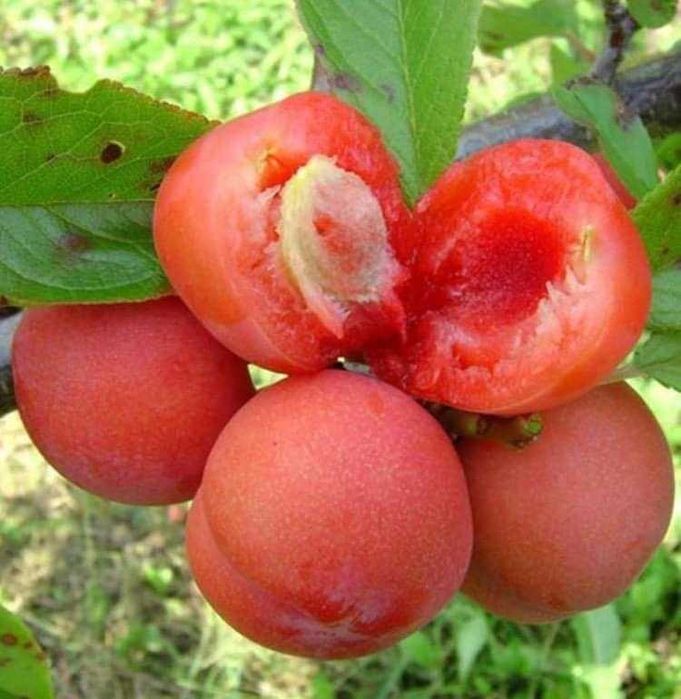 Pomi fructiferi, Kiwi/Kaki/Rodiu.Nuci chandler. Cires Maxut