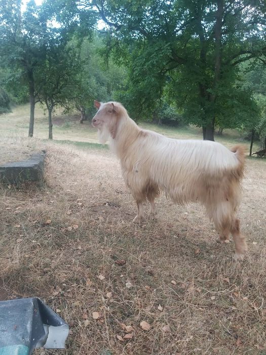 Продавам животно пръч